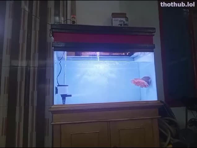 OnlyFans leaked Fish3 on HDthot